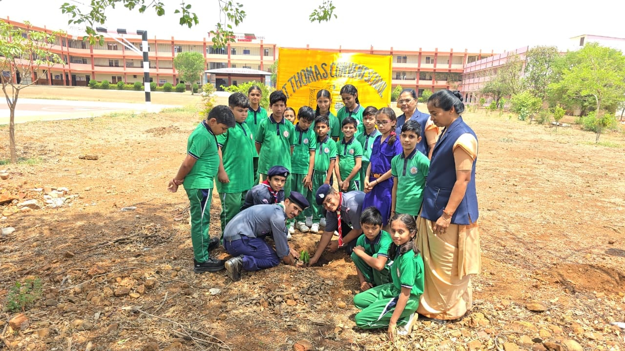 Tree Plantation